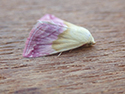 Beautiful marbled