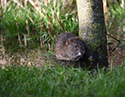 Brown Rat
