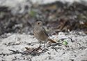 Black Redstart