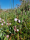 Bog Rosemary