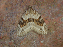 Barred tooth Striped