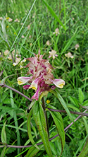 Crested Cow Wheat