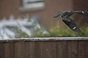 Common Nighthawk