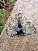 Clifden Nonpareil