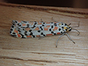 Crimson speckled