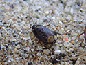 Cornish Shieldbug