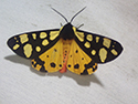 Cream Spot Tiger