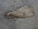 Cornifrons ulceratalis