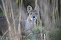 Chinese Water Deer