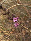 Daphne merezeum