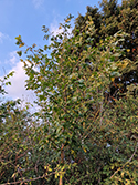 East Anglian Elm