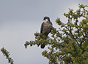 Eleanora’s falcon