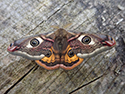 Emperor Moth