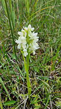 Early Marsh Orchid form ochroleuca