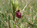 Early Spider Orchid