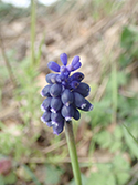 Grape Hyacinth
