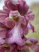Giant Orchid