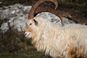 Kashmir Goat