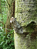 Goat Moth