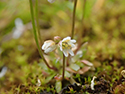 Glabrous Whitlowgrass