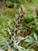 Highland Cudweed