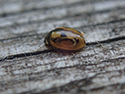 hieroglyphic ladybird