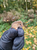 Harvest Mouse