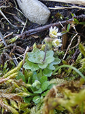 Hairy Whitlowgrass