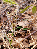 Hairy wood rush