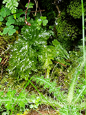 Killarney Fern