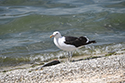 Cape Gull
