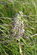 Lizard orchid