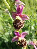 Late Spider Orchid