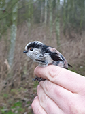 Long Tailed Tit