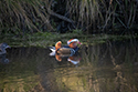 Mandarin