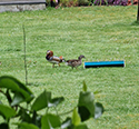 Mandarin Duck