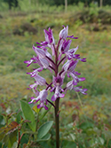 Military Orchid