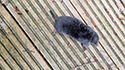 Mole