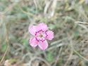 Maiden's Pink