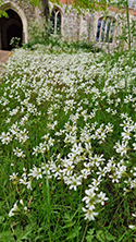 Meadow Saxifrage