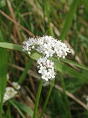 Marsh Valerian