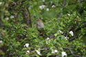Nightingale
