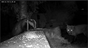 A Night in my Garden