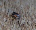 Nephus redtenbacheri
