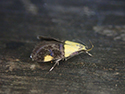 Oecophora bractella