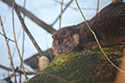 Otter