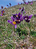 Pasque Flower