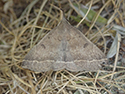 Plumed Fanfoot