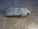 Portland Moth