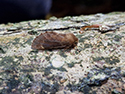 Plumed prominent